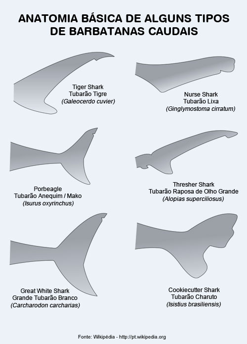 Anatomia Barbatanas Caudais