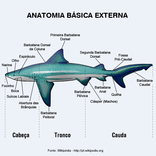 Anatomia Básica Externa dos Tubarões