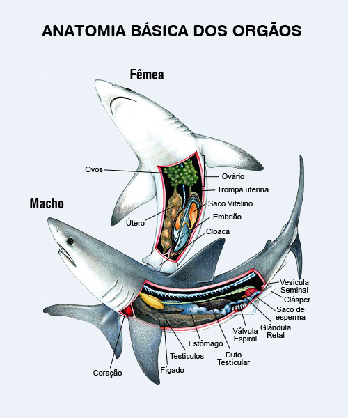 Anatomia Básica dos Orgãos Internos dos Tubarões